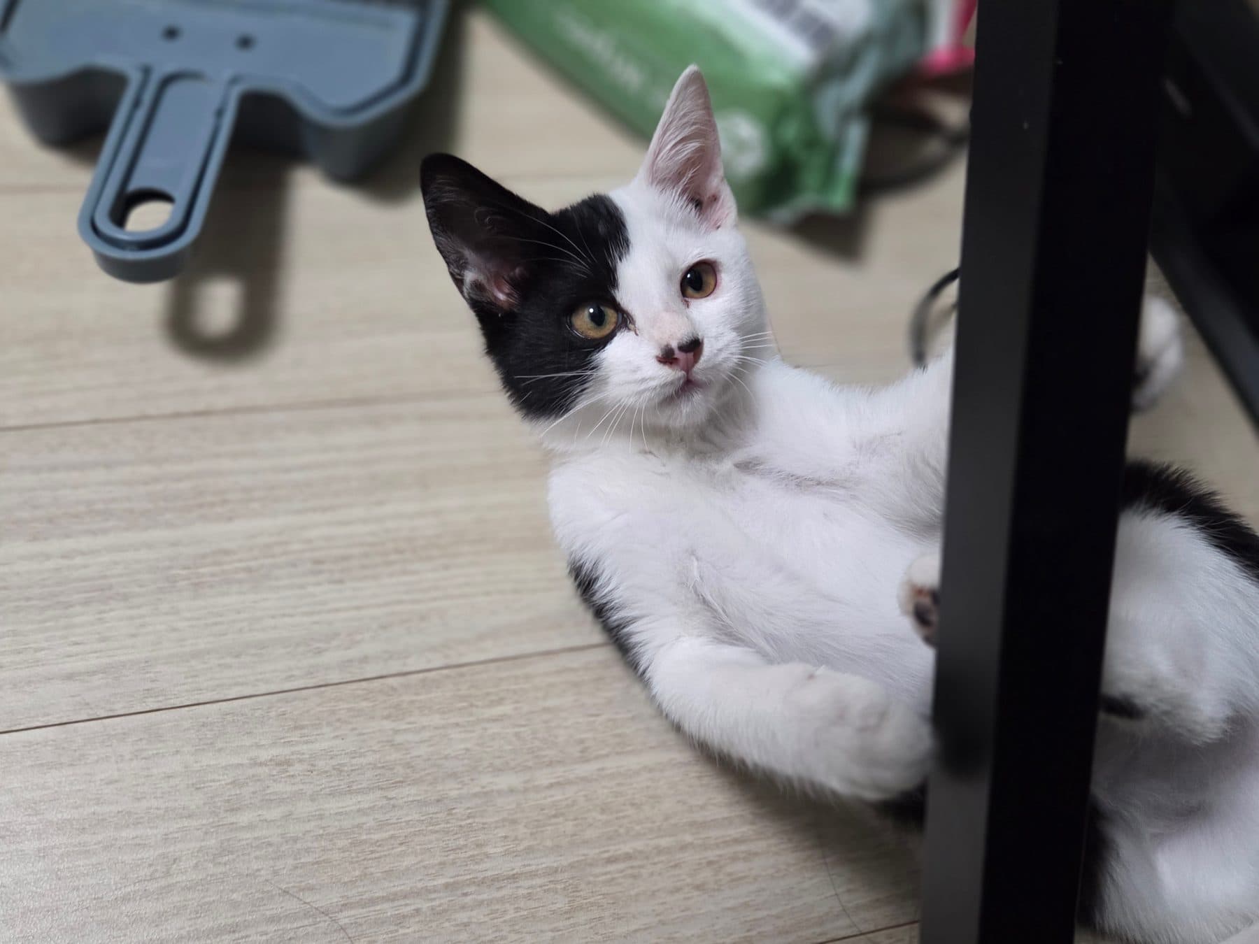 애기의 모습