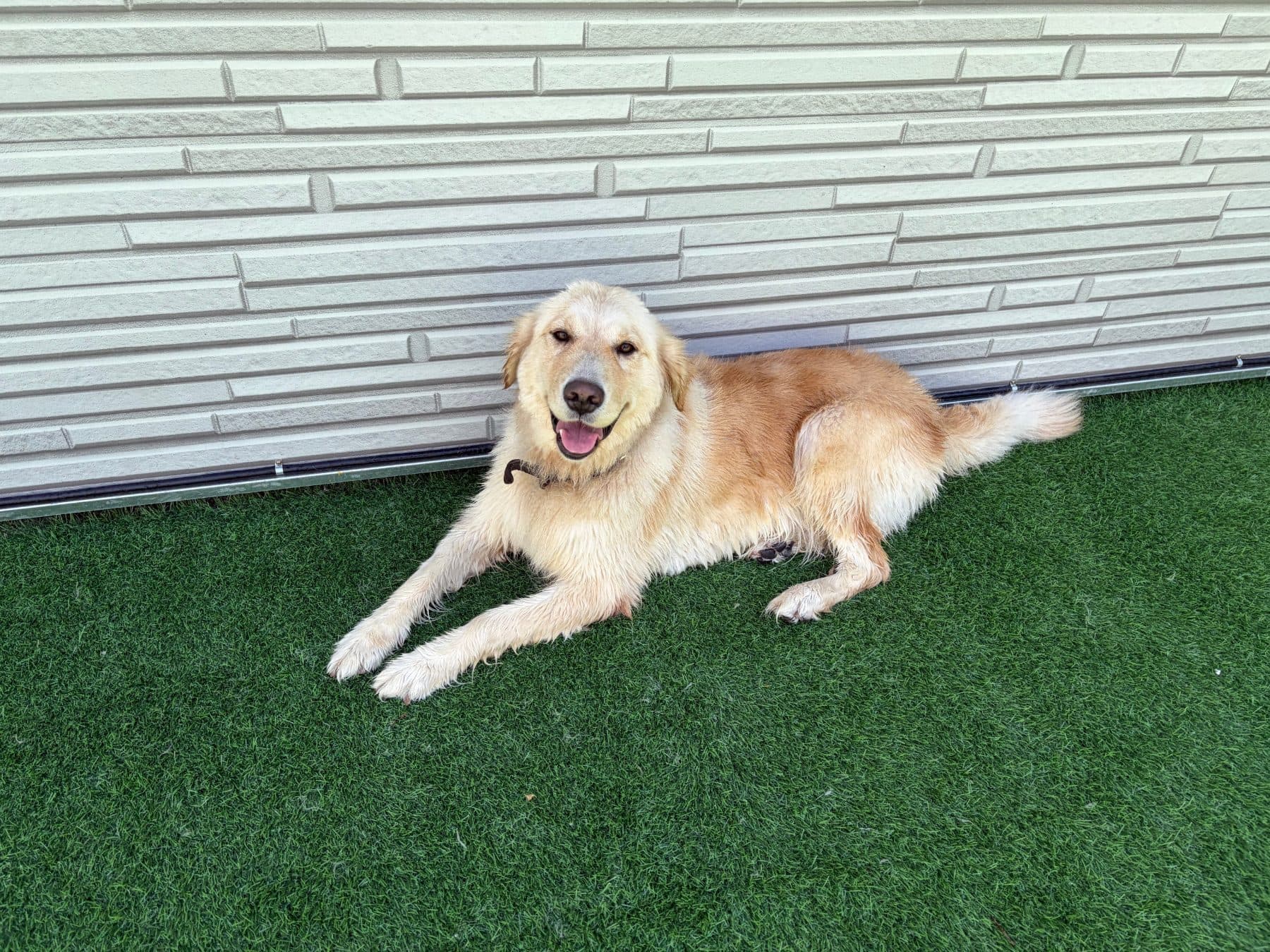 보리의 모습