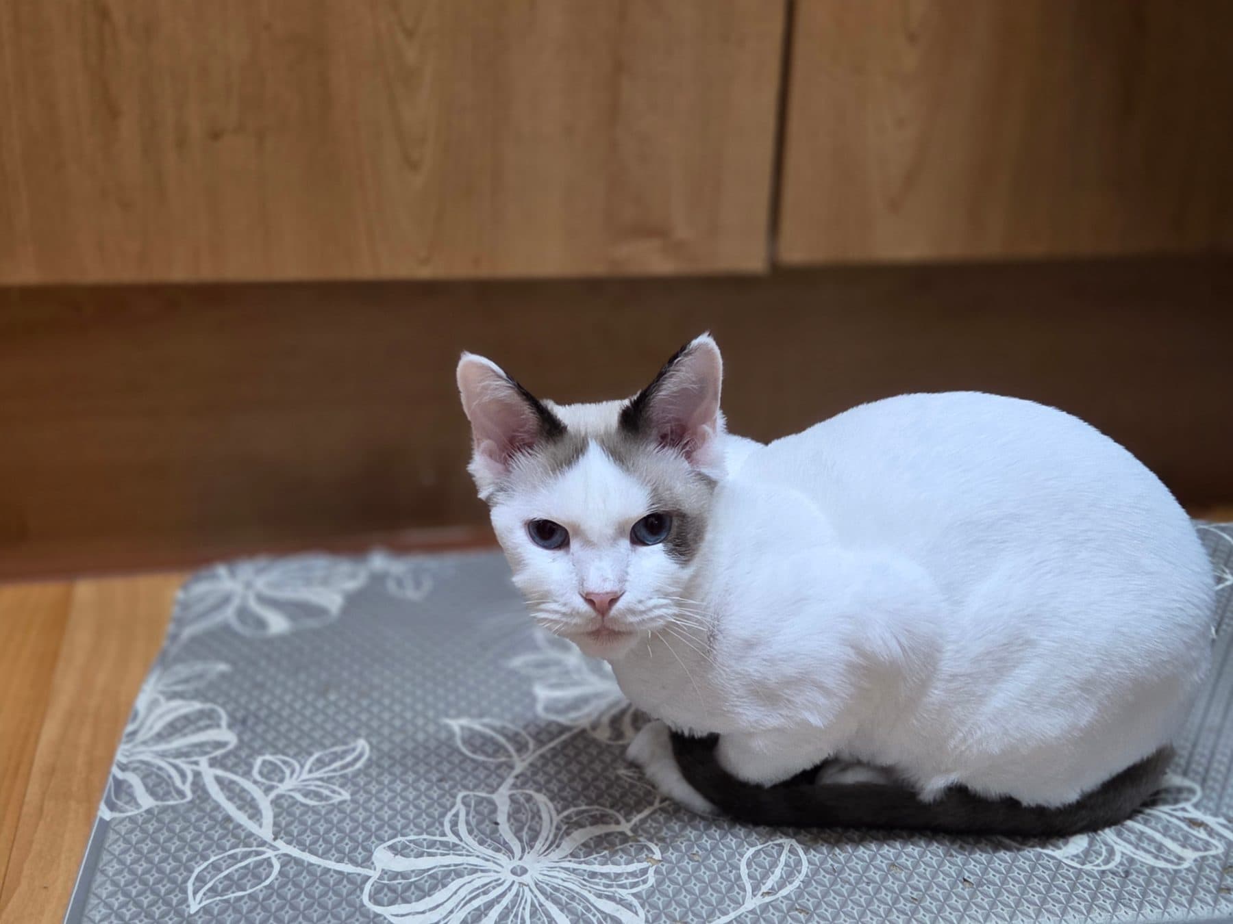 두부의 모습