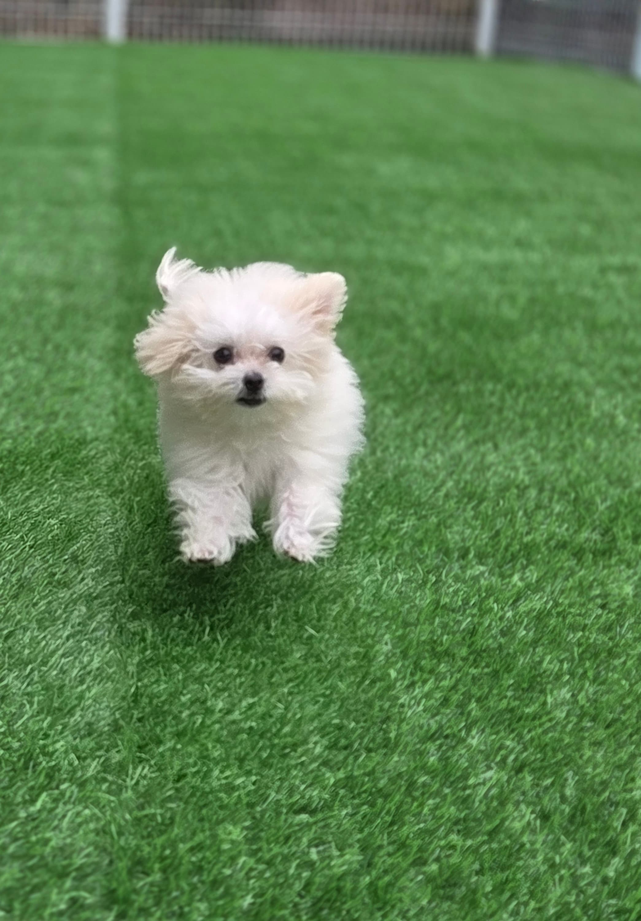 애꽁이의 모습